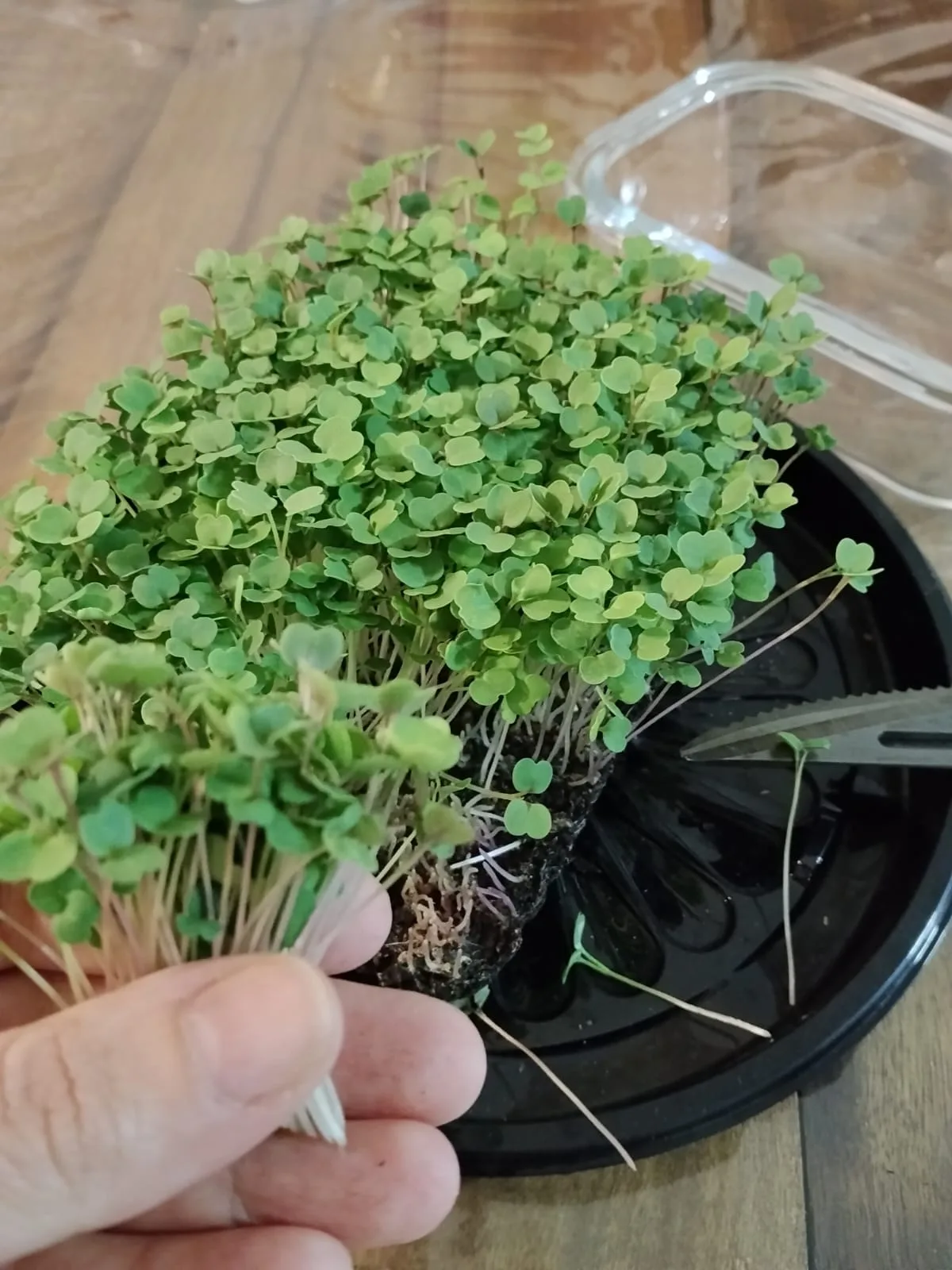 Uma mão segura um bloco de microverdes com raízes expostas junto à bandeja de cultivo.