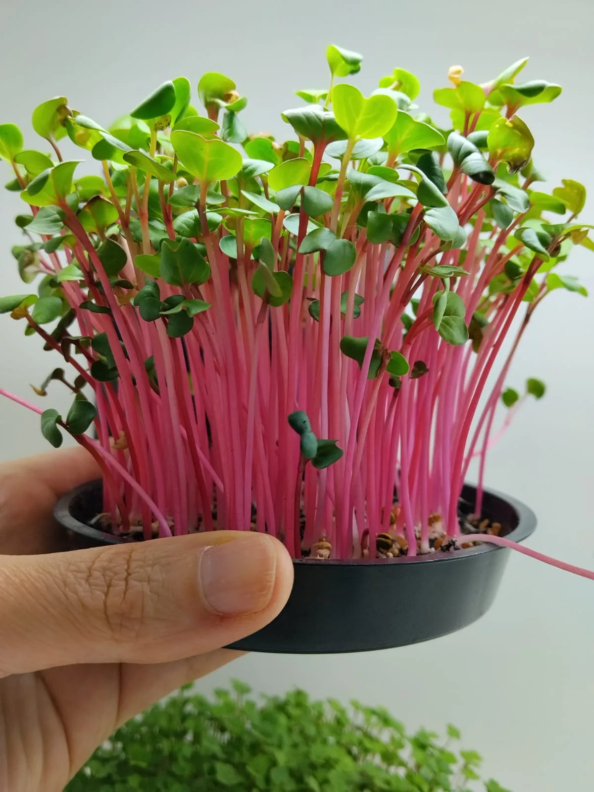 Uma mão segura uma bandeja redonda cheia de microverdes de caules rosados.