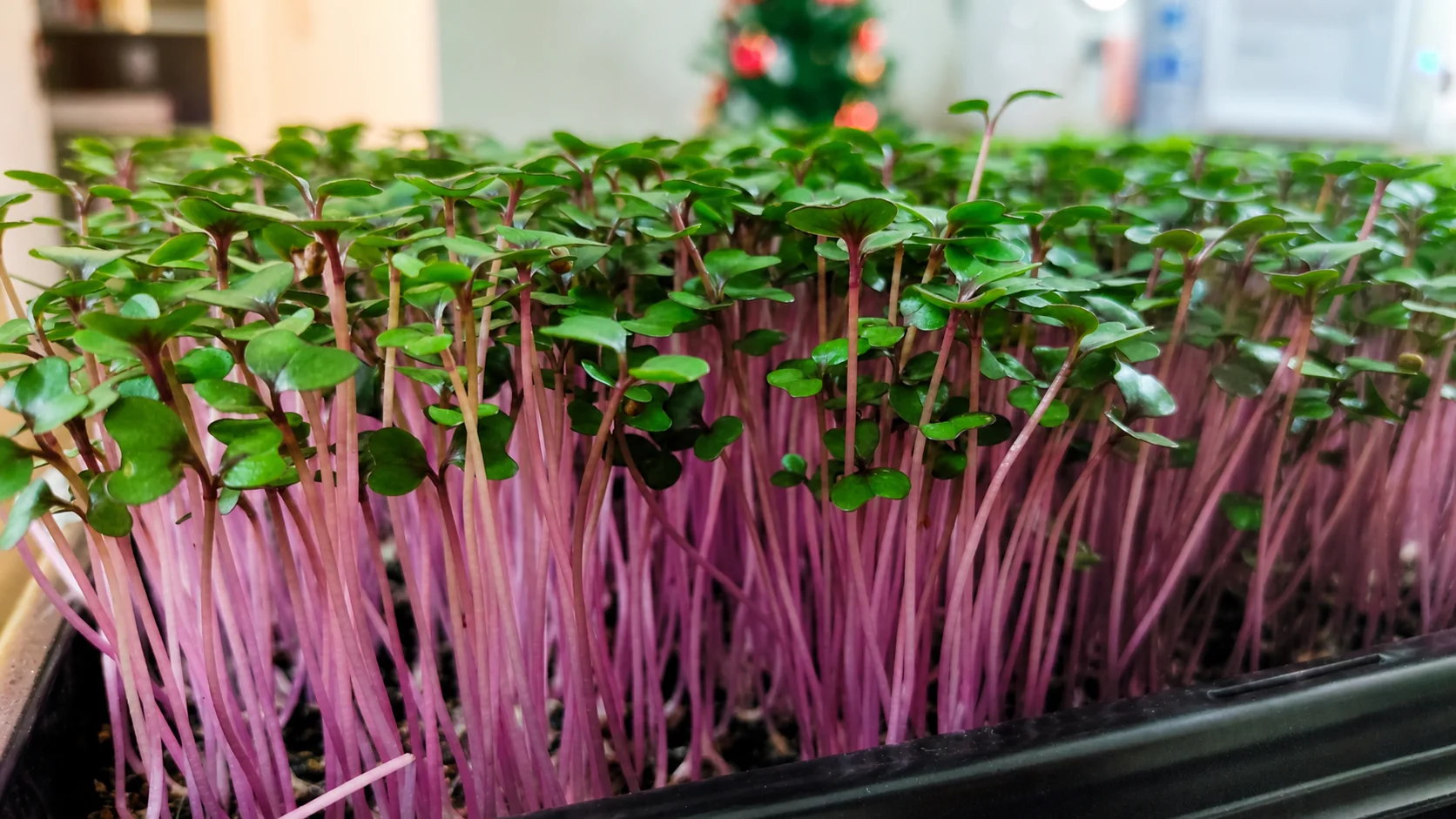 Microverdes cultivados em bandejas e recipientes simples