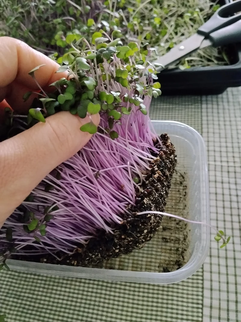 Colheita real de microverdes com caules roxos, mão e tesoura ao fundo